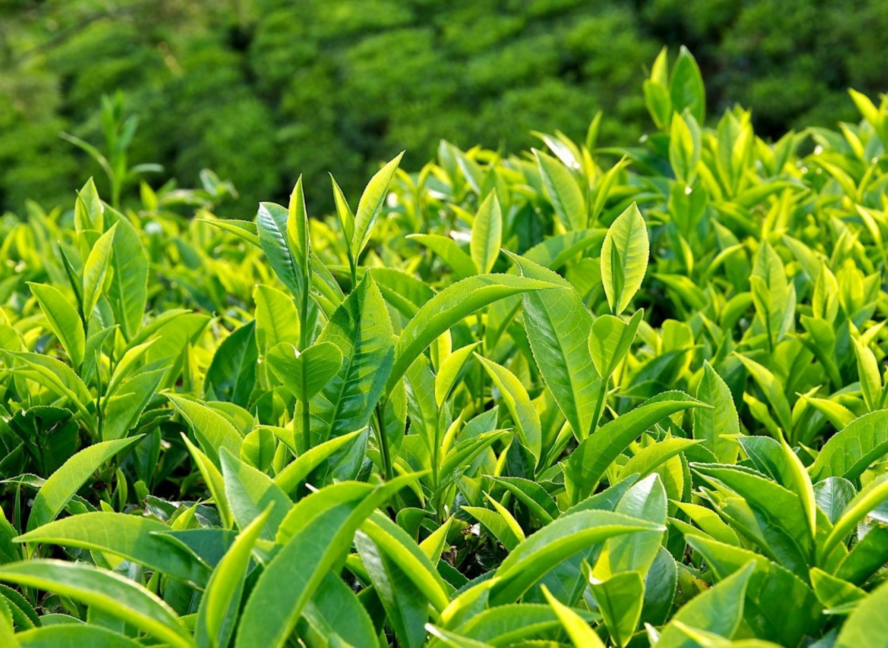 Hướng dẫn mua hàng