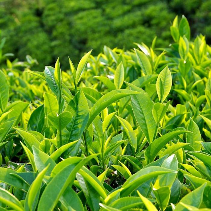 Hướng dẫn mua hàng